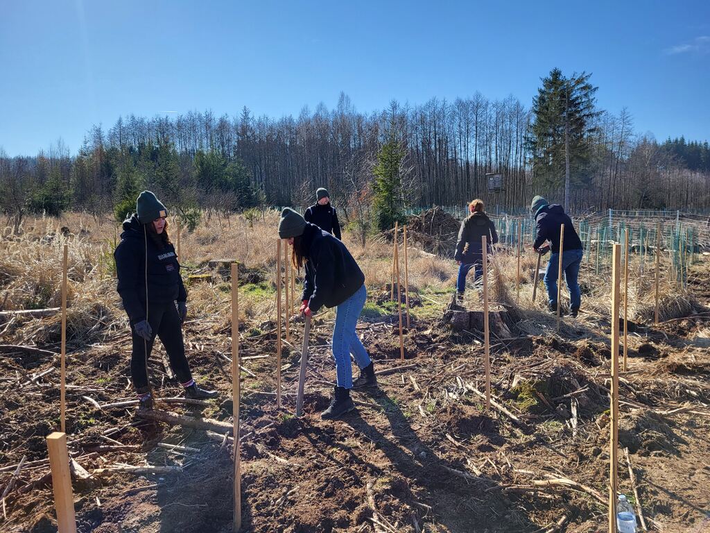 Pflanzung Aktion Baum